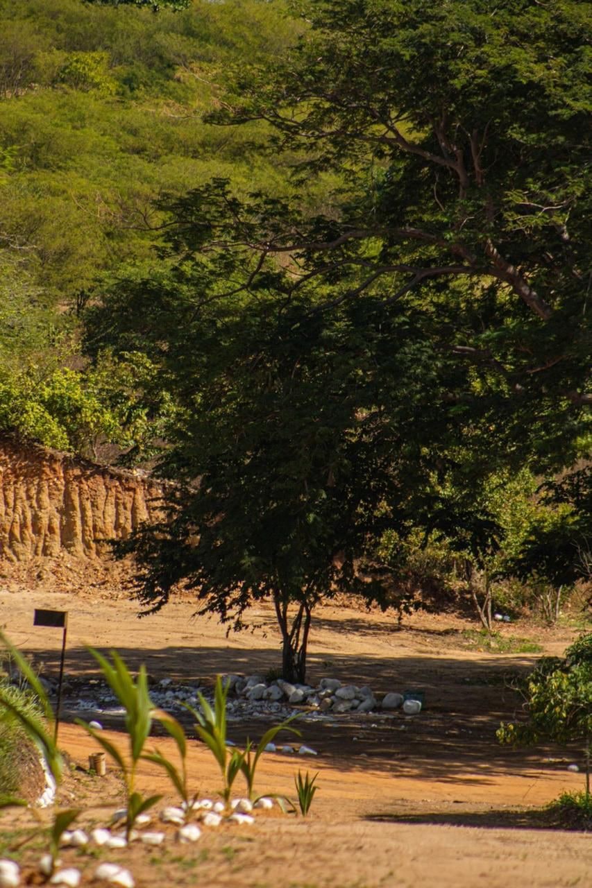 Sombra y vegetación en el terreno