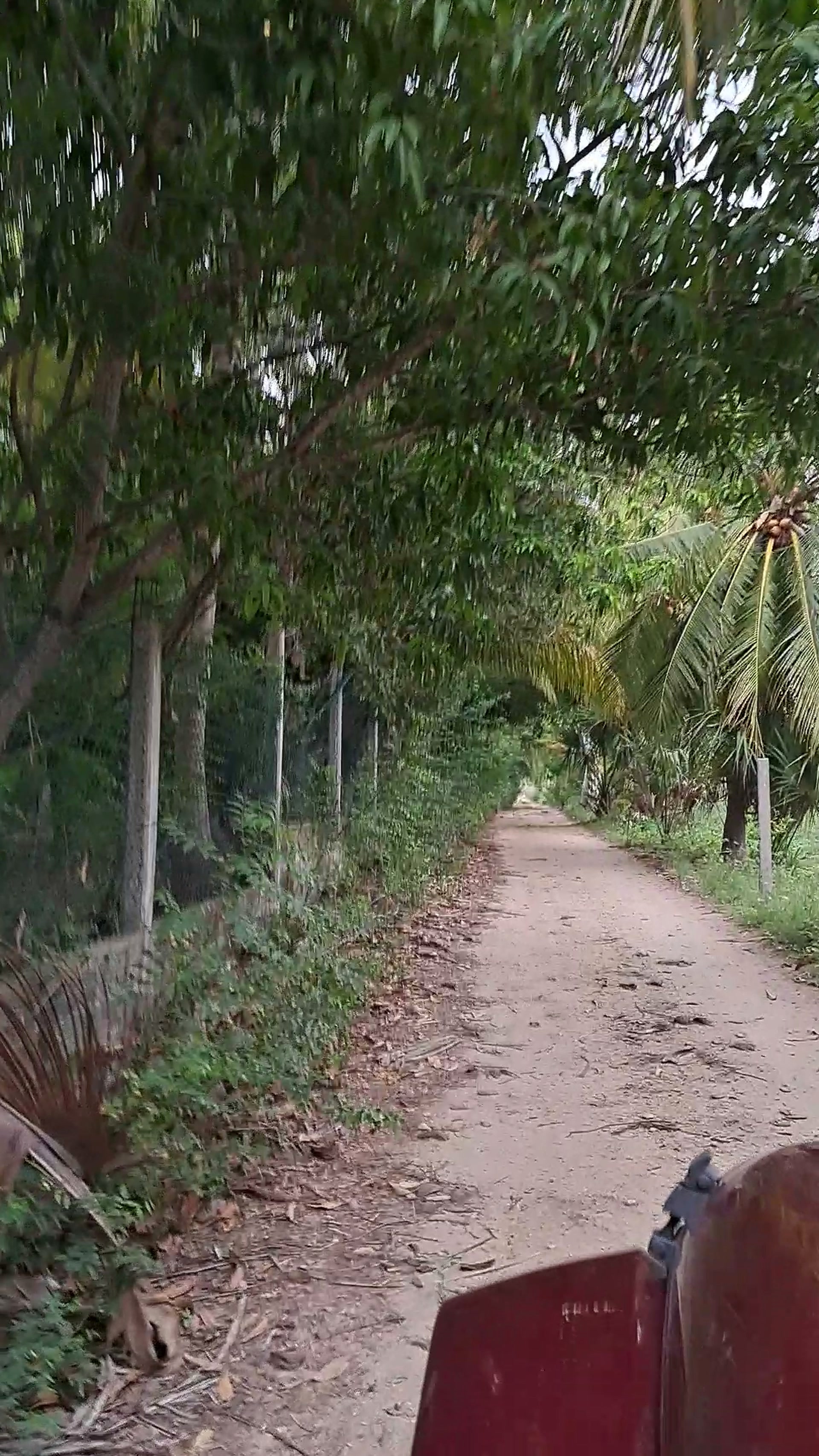Camino de terracería de acceso, entre palmeras