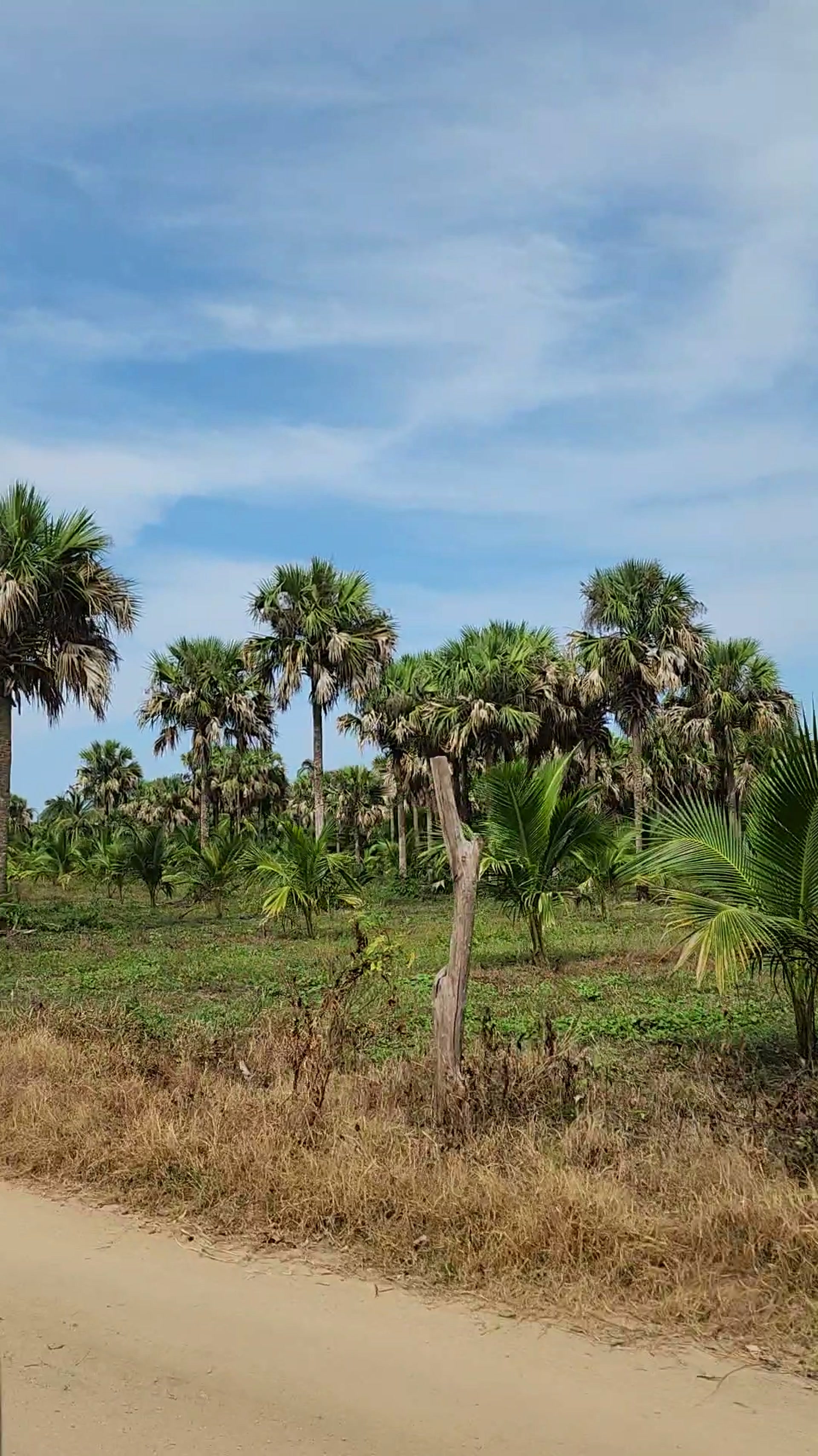 Palmar de la zona