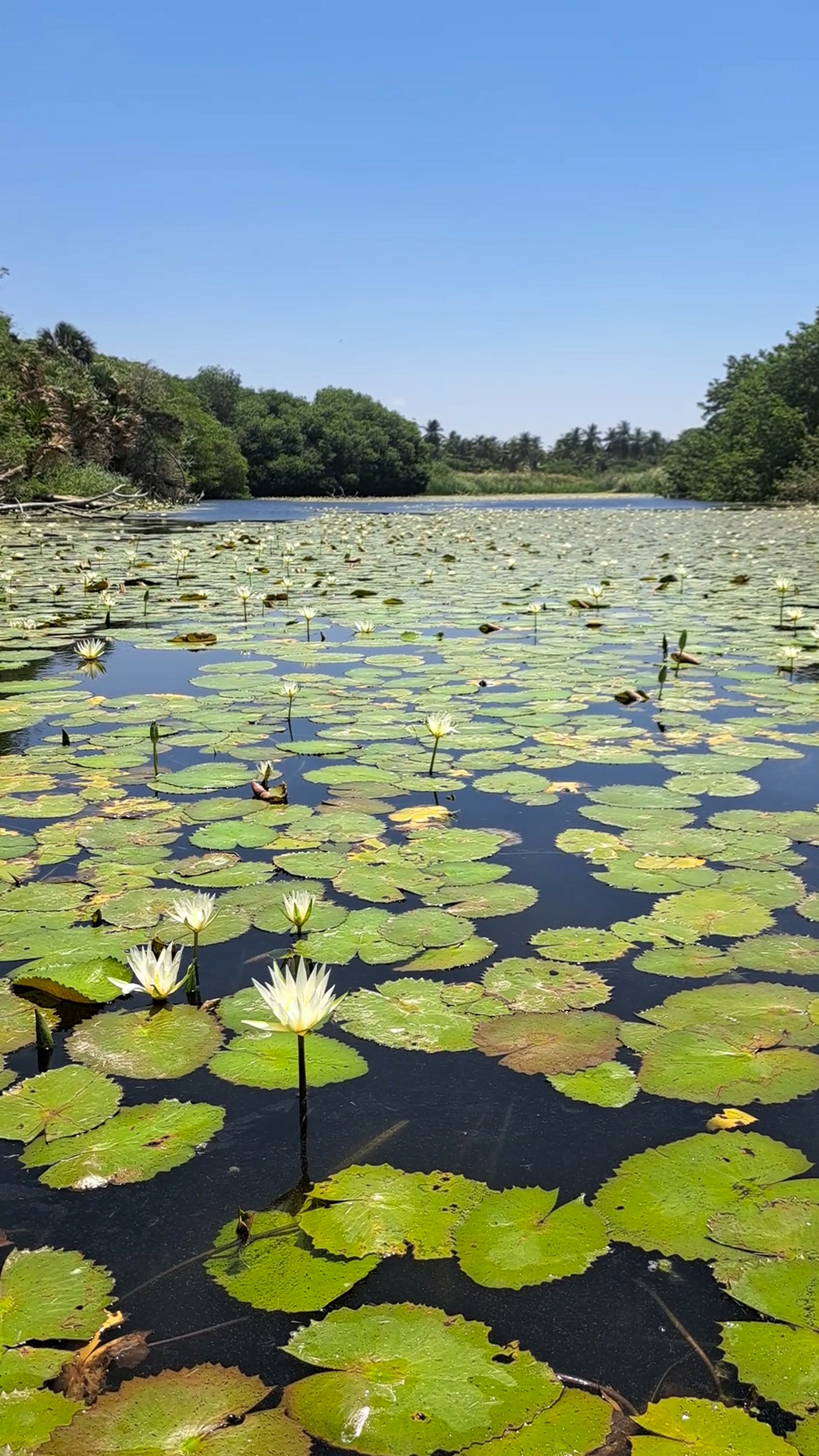 La laguna de El Tomatal cubierta de nenúfares