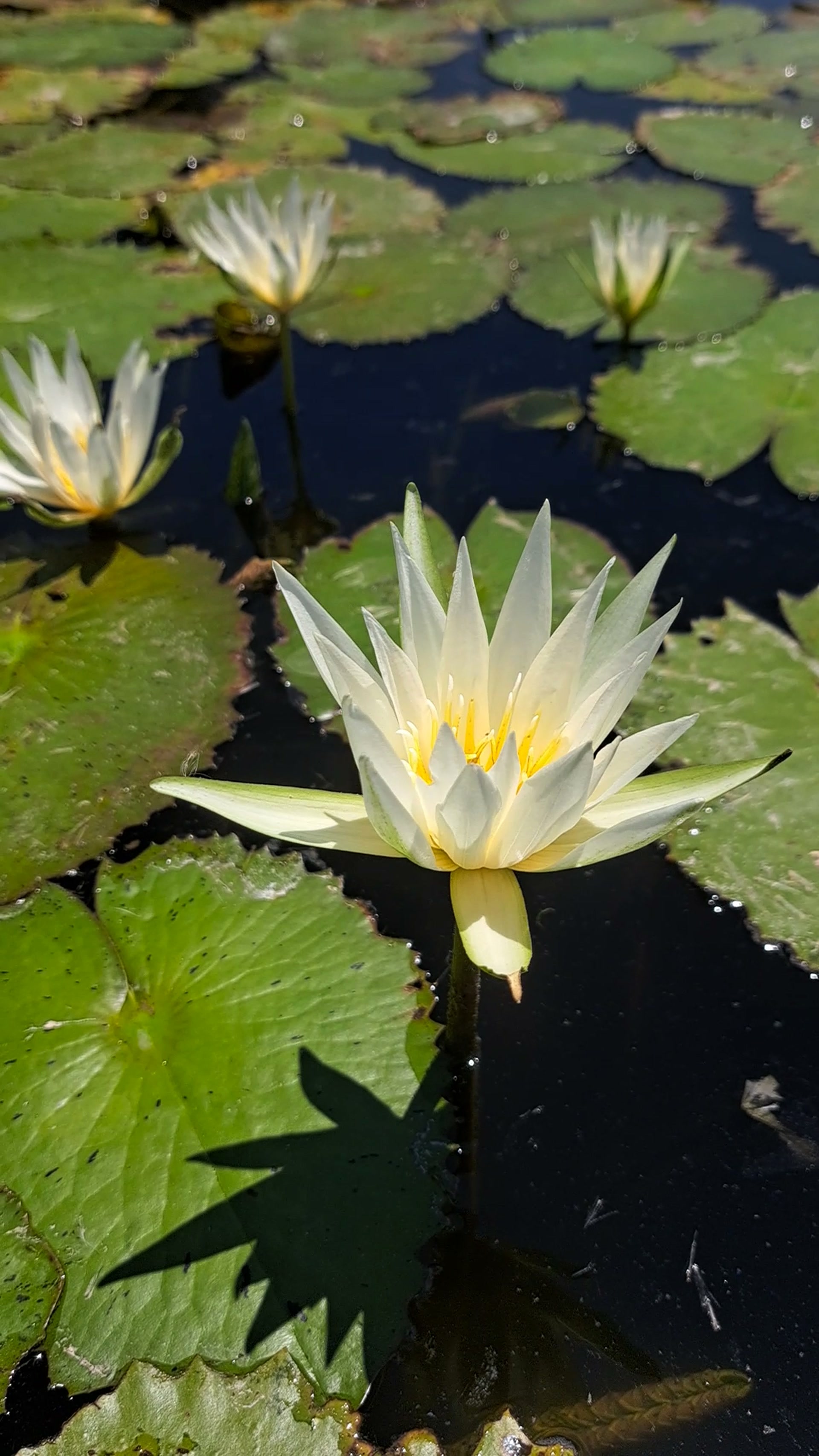 Flor de loto en la laguna, a unos minutos del lote