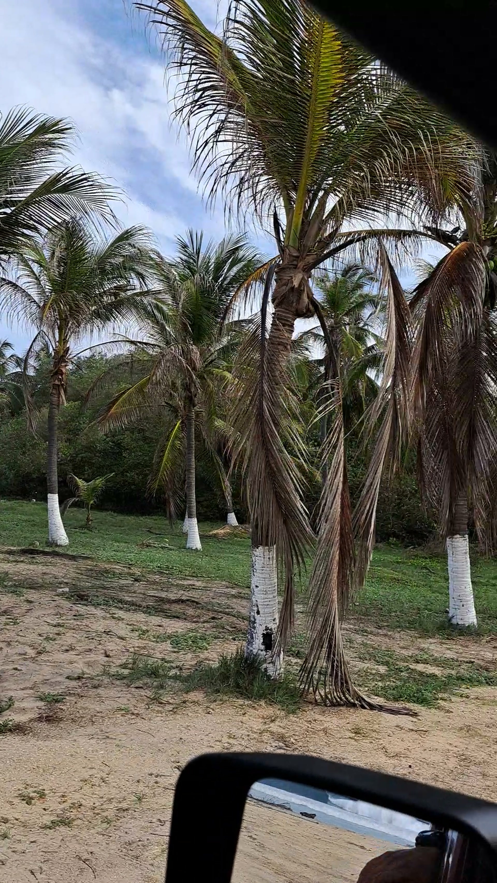 Palmeras junto a la playa de El Tomatal