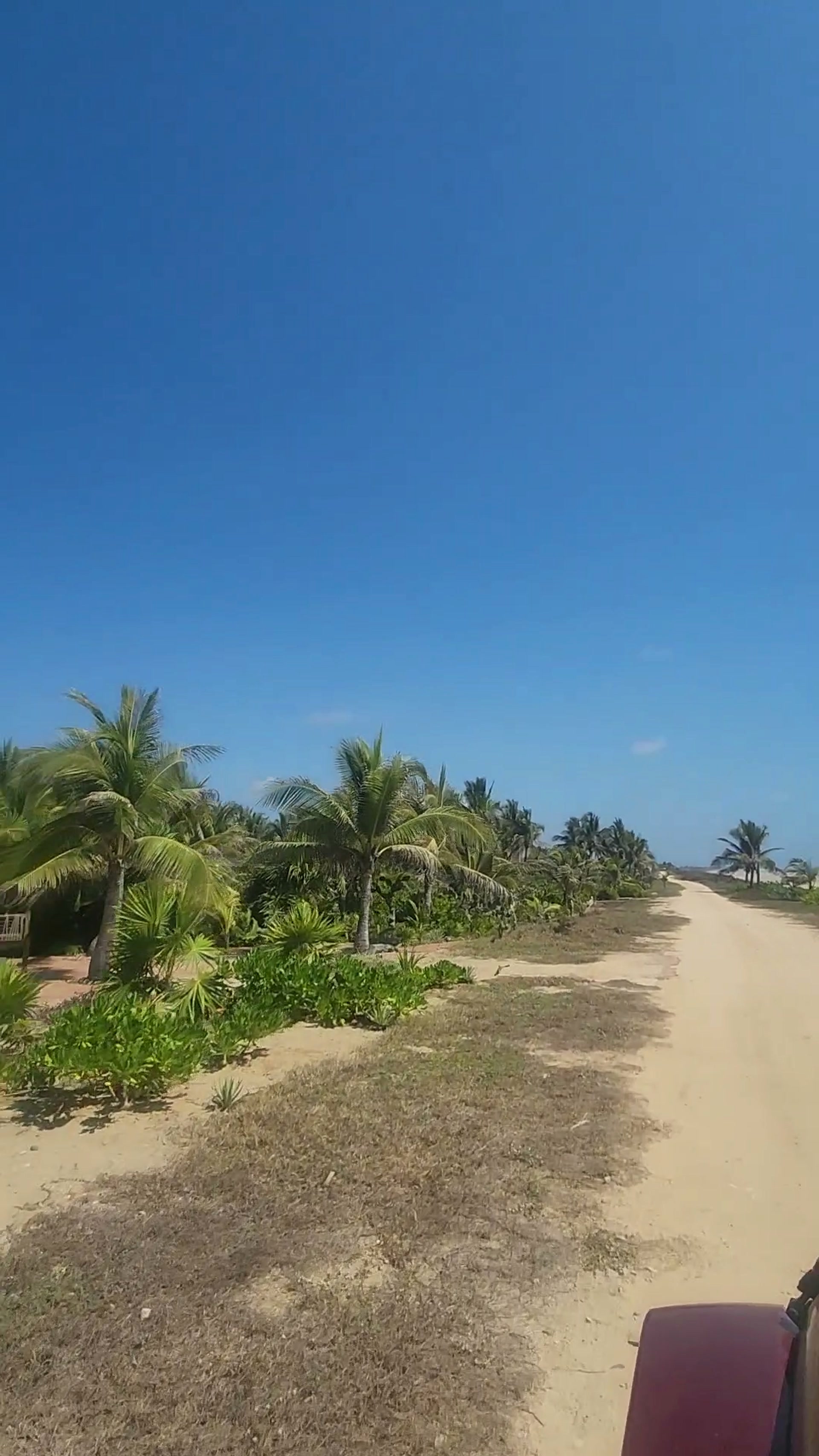Camino a la playa entre palmeras