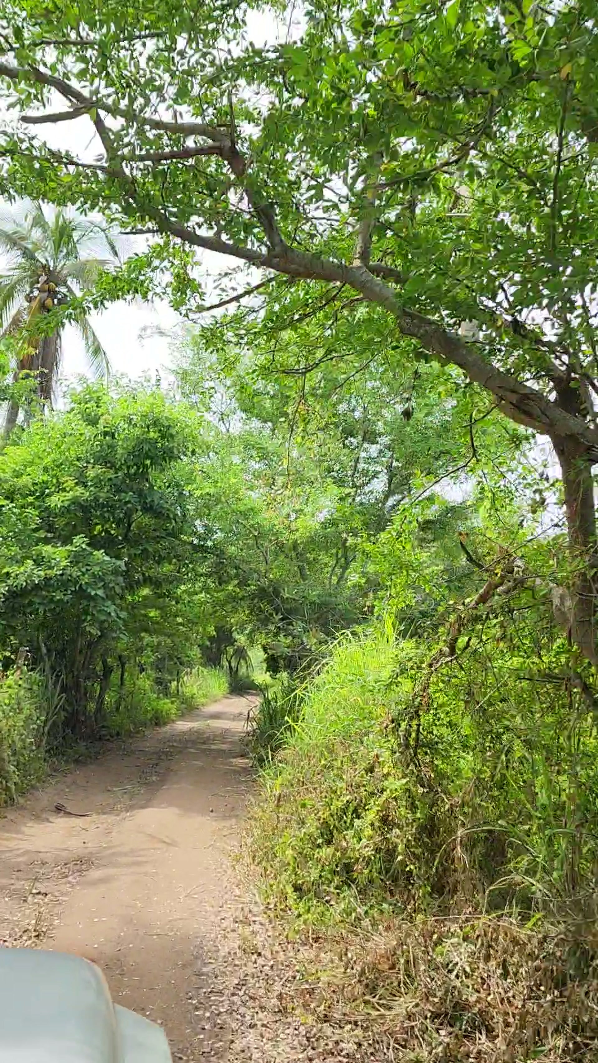 Vereda arbolada en El Tomatal