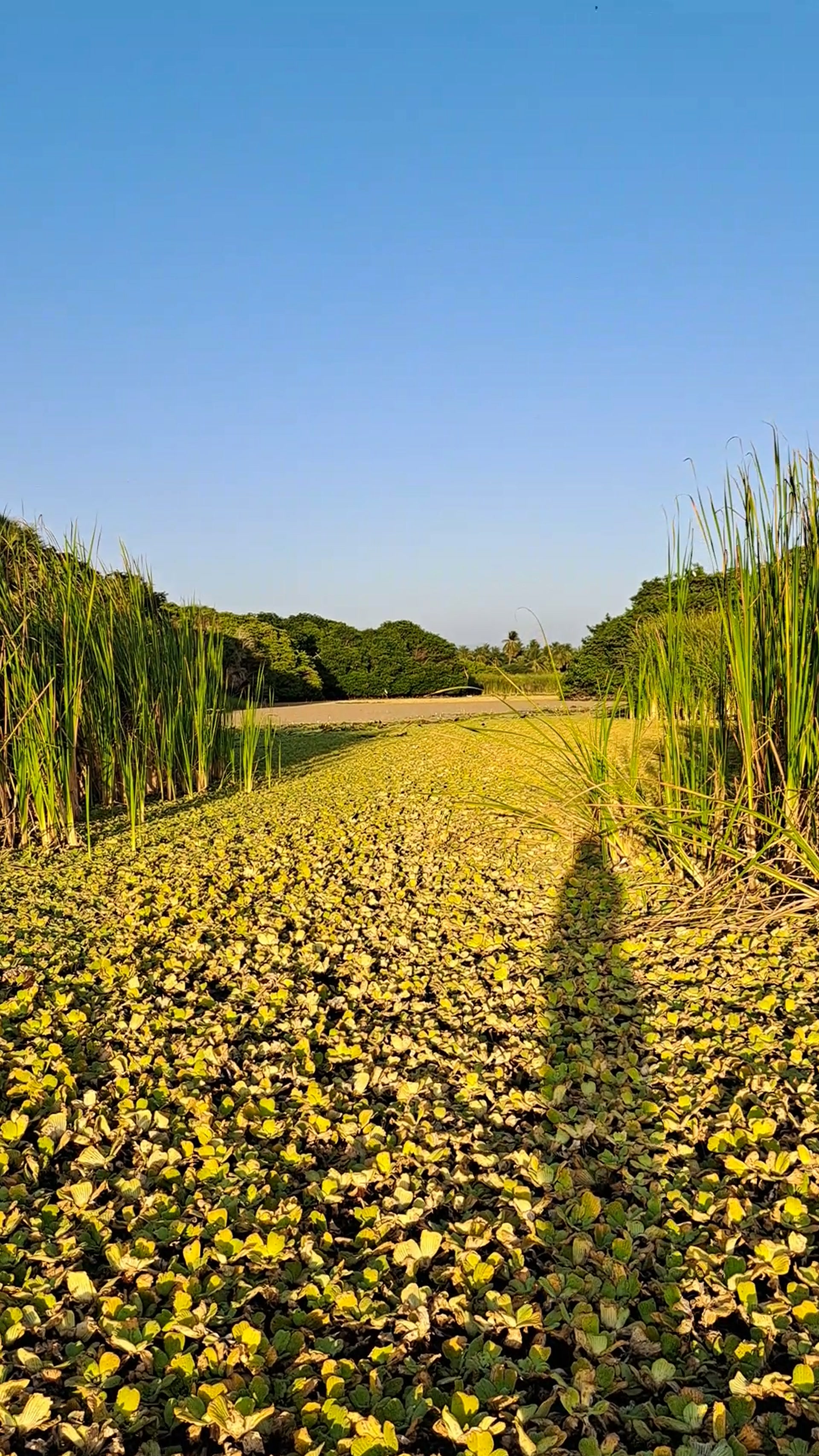La laguna de El Tomatal, cerca del fraccionamiento
