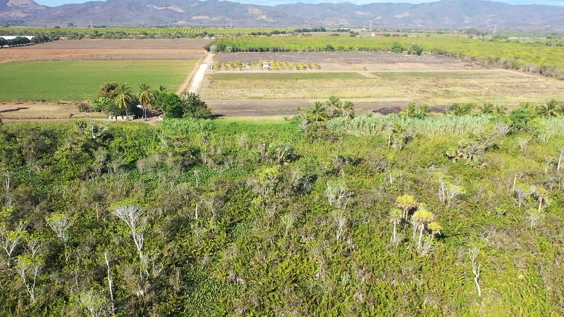 Cultivos y palmar de la zona desde el aire